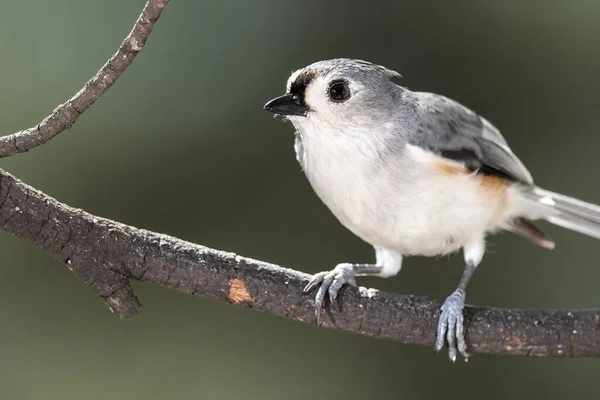 Curioso Poco Copetudo Titmouse Encaramado Árbol — Foto de Stock