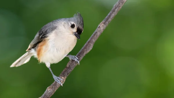 Neugierige Tufted Meise Die Auf Einem Schlanken Ast Hockt — Stockfoto