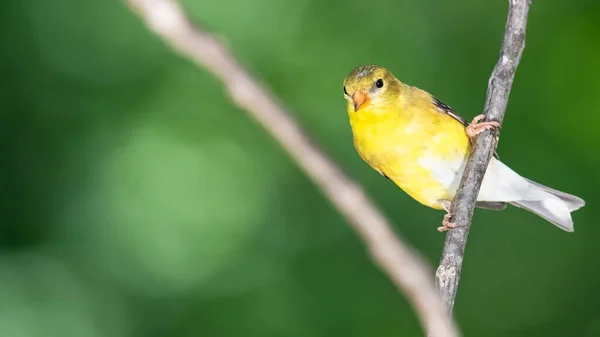 Chardonneret Amérique Perché Sur Une Branche Arbre Mince — Photo