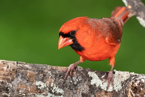 Cardinal Nord Perché Sur Une Branche Arbre — Photo