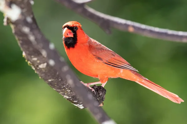 Alert Northern Cardinal Perched Tree — Stock Photo, Image