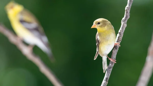 Goldfinch Americano Encaramado Una Rama Esbelta Del Árbol — Foto de Stock
