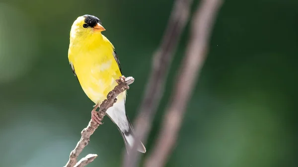 American Goldfinch Empoleirado Ramo Slender Tree — Fotografia de Stock