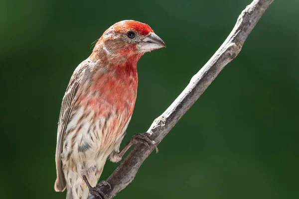 Hus Finch Perched Slank Gren Tre – stockfoto