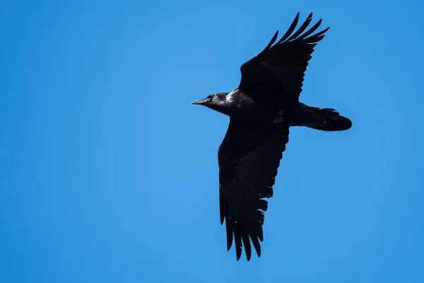 Common Black Raven Flying Blue Sky – stockfoto