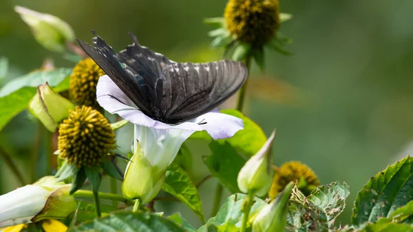 Spicebush Swallowtail Butterfly Beber Néctar Flor Alojamento — Fotografia de Stock