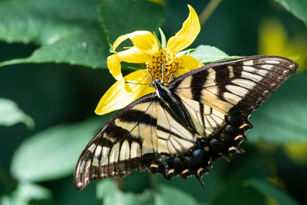 Eastern Tiger Swallowtail Butterfly Sipping Nectar Accommodating Flower — Stock Photo, Image