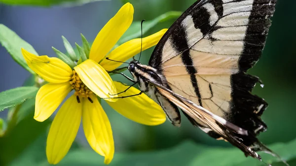 Borboleta Rabo Andorinha Tigre Oriental Sorvendo Néctar Flor Acomodando — Fotografia de Stock