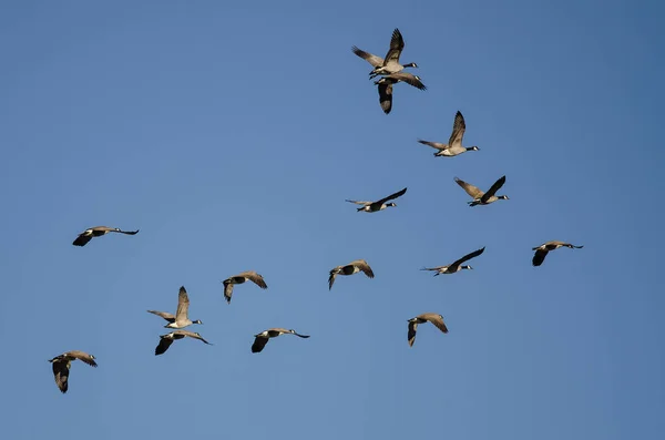 Flock Canada Geese Flying Blue Sky — Stock Photo, Image