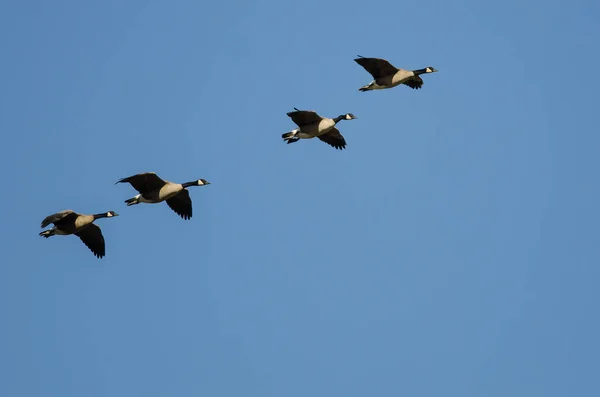 Vier Kanadagänse Fliegen Blauem Himmel — Stockfoto