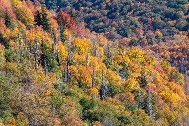 Appalachian Dağlarında sonbahar Blue Ridge Parkway boyunca görüldü.