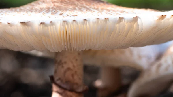 Natura Astratta Guarda Vicino Gills Parasol Mushroom — Foto Stock