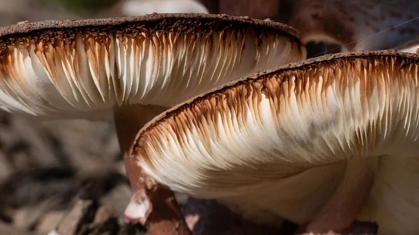 Nature Abstract Close Look Gills Parasol Mushroom — Stock Photo, Image