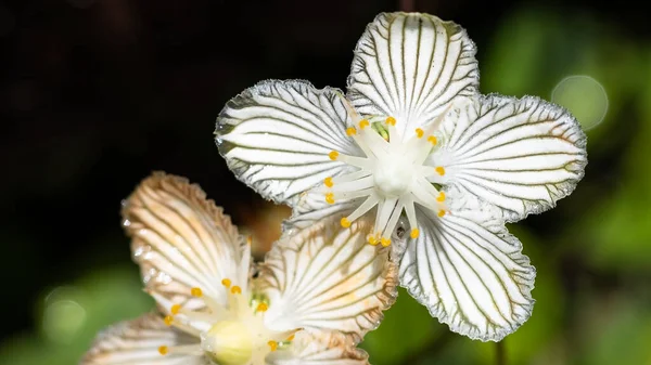 Fechar Olhe Para Pétalas Delicado White Bog Star — Fotografia de Stock