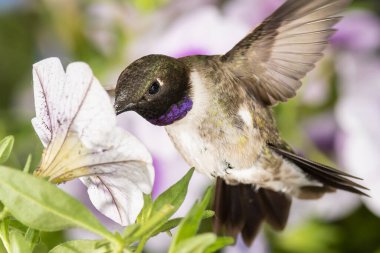 Siyah Çin Sinek Kuşu Mor Çiçekler Arasında Nektar Arıyor