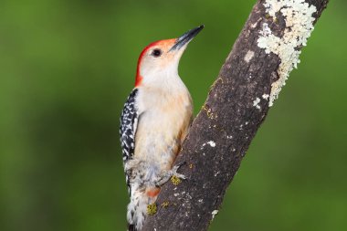 Kırmızı Göbekli Ağaçkakan Ağacın Dalına Tünemiş