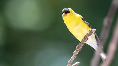 Amerikan ispinozu İnce bir ağaç dalına tünemiş