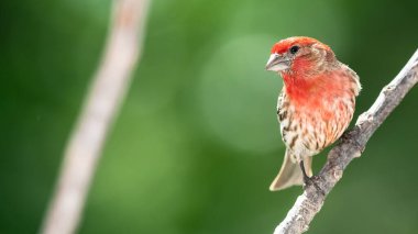 Finch Hanesi Ağaç Dalı 'na tünemiş.