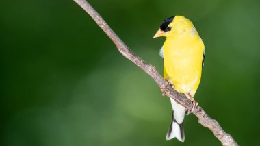 Amerikan ispinozu Ağaç dalında dinleniyor