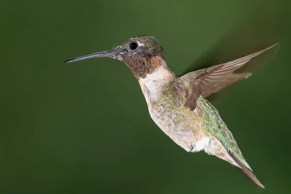 Ruby Throated Hummingbird Αιωρείται Στο Πράσινο Δάσος — Φωτογραφία Αρχείου