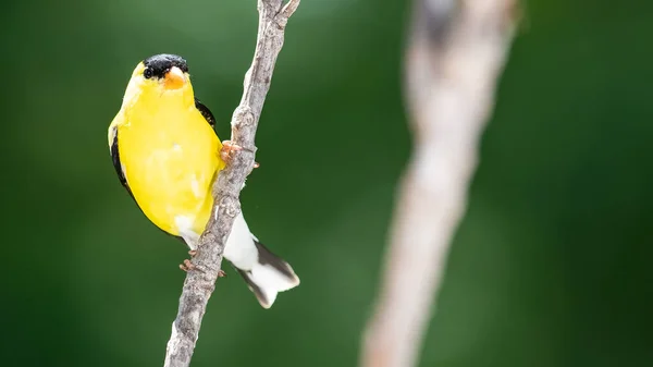 American Goldfinch Empoleirado Ramo Slender Tree — Fotografia de Stock