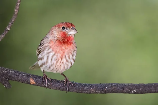 Curious Little House Finch Perched Tree — Stock Photo, Image