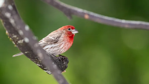 Nyfiken Hus Finch Uppflugen Ett Träd — Stockfoto