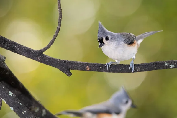 Souris Touffue Perchée Sur Une Branche Arbre Mince — Photo