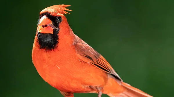 Cardenal Del Norte Haciendo Contacto Visual Mientras Está Encaramado Una —  Fotos de Stock