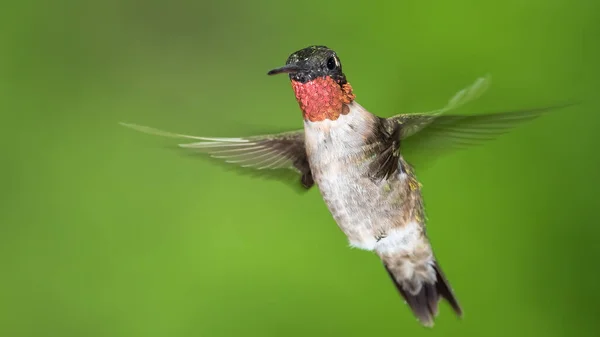 Rubi Garganta Hummingbird Pairando Floresta Verde — Fotografia de Stock