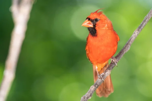 Northern Cardinal Perched Tree Branch — Stock Photo, Image