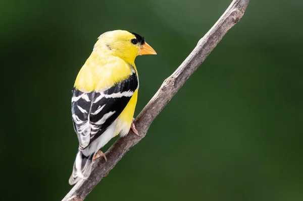 Chardonneret Amérique Perché Sur Une Branche Arbre Mince — Photo