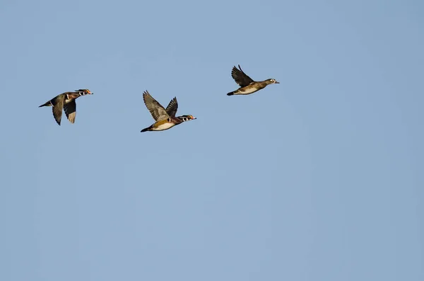 一群木鸭在蓝天中飞翔 — 图库照片