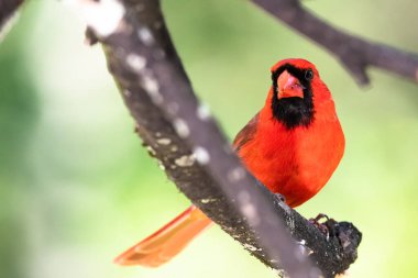 Bir ağaca tünemiş Kuzey Kardinaline haber verin.