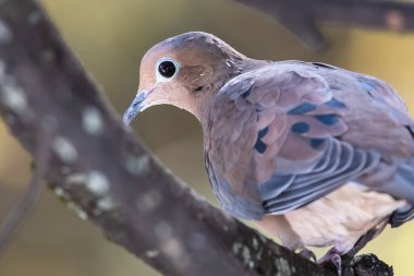 Bir şubeye tünemiş, yaslı güvercin profili