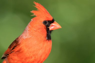 Kuzey Kardinal Ağaç Dalı 'na tünemiş