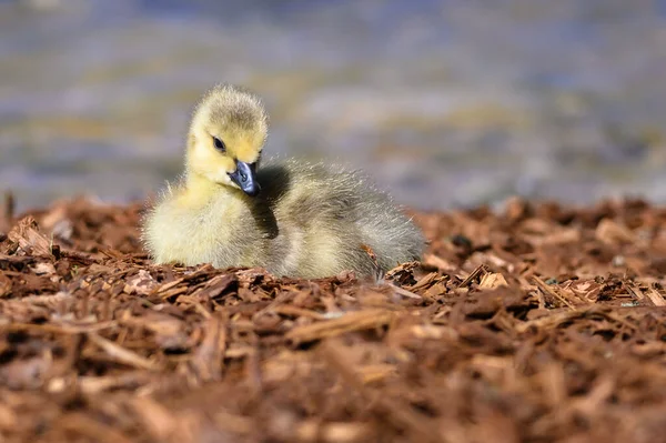 Newborn Gosling Resting Quietly Soft Ground — Stock Photo, Image