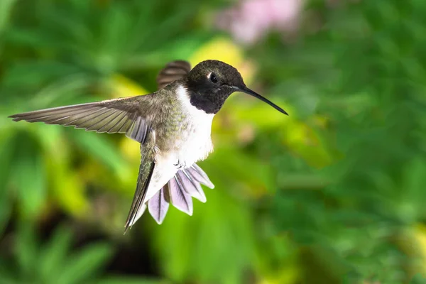 Black Chinned Hummingbird Looking Nectar Green Garden — 스톡 사진