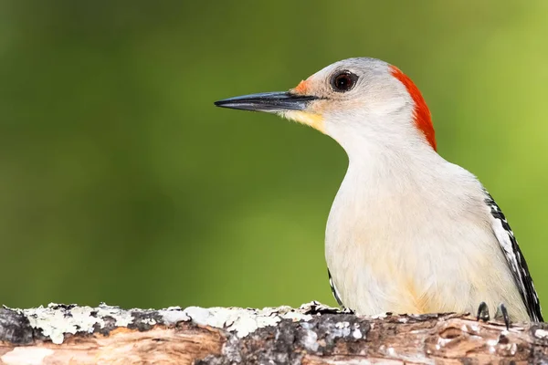 Picchio Dal Ventre Rosso Appollaiato Ramo Albero — Foto Stock