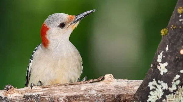 Profilo Picchio Dal Ventre Rosso Appollaiato Ramo — Foto Stock