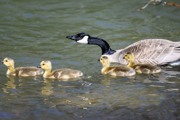 Newborn Goslings Learning Swim Watchful Eye Mother — Stock Photo, Image