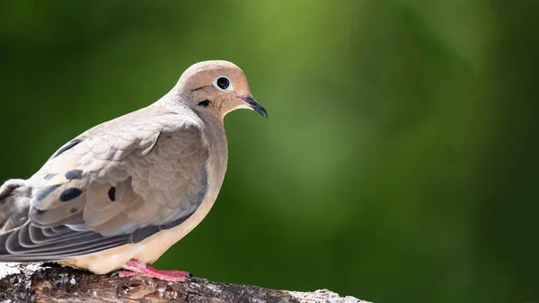 Curious Mourning Dove Perched Tree — Stock Photo, Image
