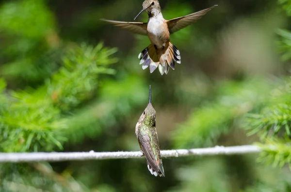 Ruföser Kolibri Thront Auf Einem Stück Weißer Wäscheleine — Stockfoto