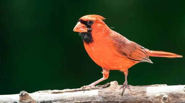 Northern Cardinal Perched Tree Branch — Stock Photo, Image