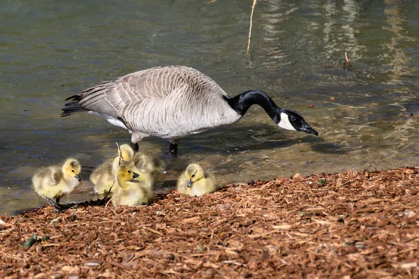 Newborn Goslings Learning Watchful Eye Mother — Stock Photo, Image