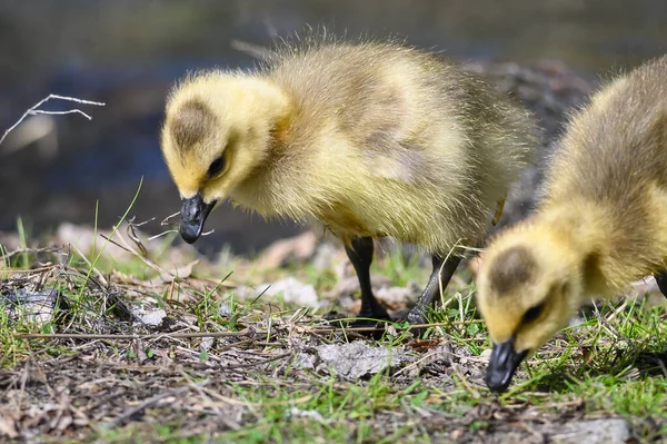 Nyfödda Goslings Lära Sig Att Söka Efter Mat — Stockfoto