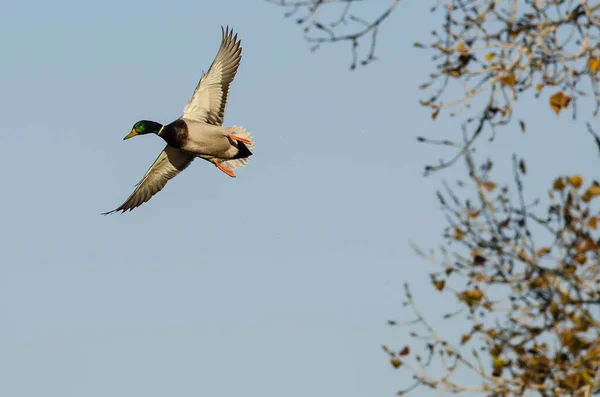 Mallard Duck Letí Nízko Nad Podzimními Stromy — Stock fotografie