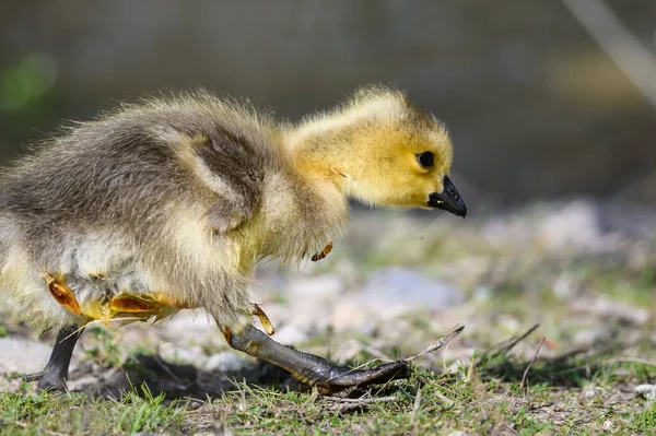 Gosling Recién Nacido Explorando Fascinante Nuevo Mundo — Foto de Stock