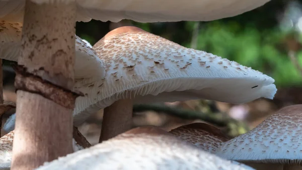 Cluster Funghi Ombrelloni Che Spuntano Terra — Foto Stock