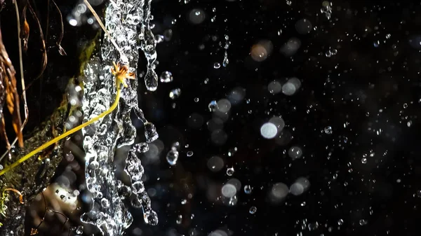 Gotas Agua Salpicando Llueve Sobre Vegetación Otoño —  Fotos de Stock